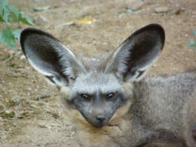 Смотреть фото Большеухая лисица Фото Большеухая лисица