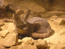 Смотреть фото Большеухая лисица Фото Большеухая лисица