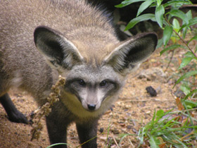 Смотреть фото Большеухая лисица Фото Большеухая лисица