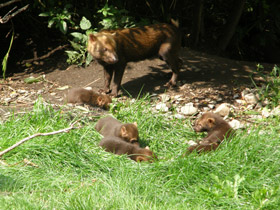 Фото Кустарниковая  собака