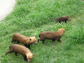 Фото Кустарниковая  собака