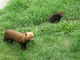 Фото Кустарниковая  собака