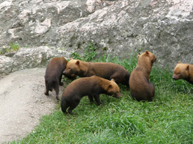 Фото Кустарниковая  собака