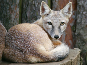 Смотреть фото Корсак Фото Корсак