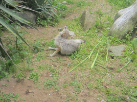 Фото Американская лисица