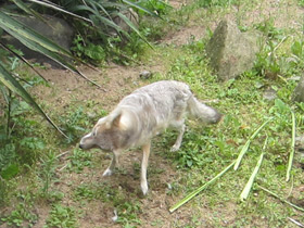 Фото Американская лисица