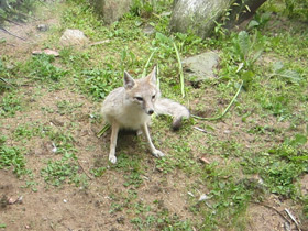 Фото Американская лисица