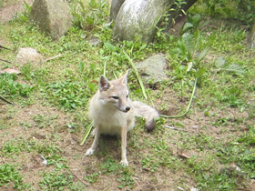 Фото Американская лисица