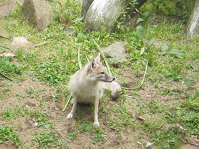 Фото Американская лисица