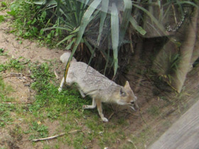 Фото Американская лисица