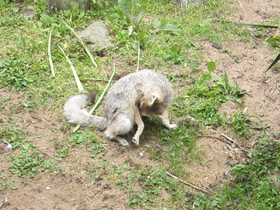 Фото Американская лисица