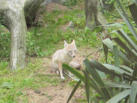 Фото Американская лисица