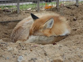 Смотреть фото Лисица Фото Лисица