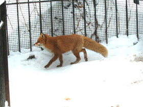 Смотреть фото Загадки для детей с ответами Фото Загадки для детей с ответами