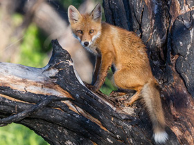 Смотреть фото Лисица Фото Лисица