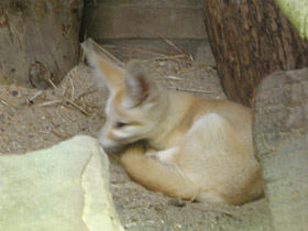 Смотреть фото Животные-саперы. Жизнь под землей Фото Животные-саперы. Жизнь под землей