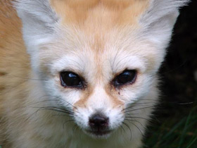 Смотреть фото Фенек Фото Фенек