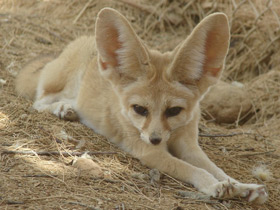 Смотреть фото Фенек Фото Фенек