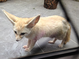 Смотреть фото Фенек Фото Фенек