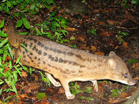 Фото Фаналука