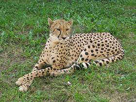 Смотреть фото Гепард Фото Гепард