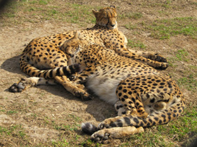 Смотреть фото Гепард Фото Гепард