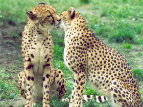 Смотреть фото Гепард Фото Гепард