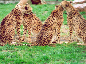 Смотреть фото Гепард Фото Гепард