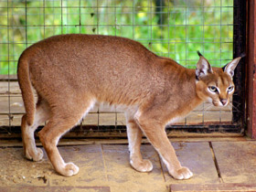 Смотреть фото Каракал: тот, кто свирепее льва Фото Каракал: тот, кто свирепее льва