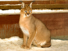 Смотреть фото Каракал: тот, кто свирепее льва Фото Каракал: тот, кто свирепее льва