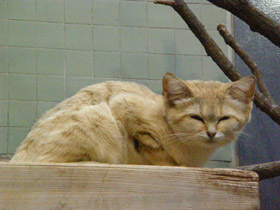 Смотреть фото Барханный кот Фото Барханный кот