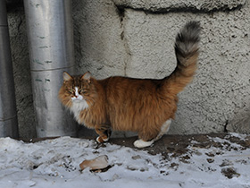 Смотреть фото Домашняя кошка Фото Домашняя кошка