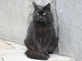 Смотреть фото Домашняя кошка Фото Домашняя кошка