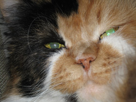 Смотреть фото Домашняя кошка Фото Домашняя кошка