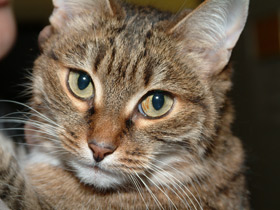 Домашняя кошка