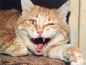 Смотреть фото Домашняя кошка Фото Домашняя кошка