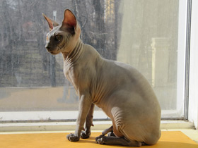 Смотреть фото Домашняя кошка Фото Домашняя кошка