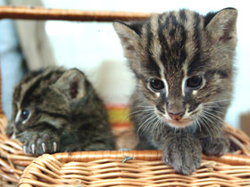 Смотреть фото Домашняя кошка Фото Домашняя кошка