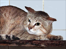 Смотреть фото Лесной кот Фото Лесной кот