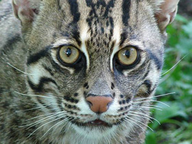 Кот-рыболов