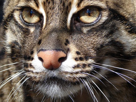 Кот-рыболов