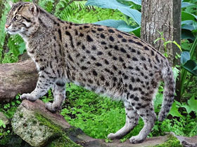 Кот-рыболов