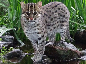 Смотреть фото Кот-рыболов Фото Кот-рыболов