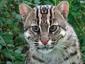 Смотреть фото Кот-рыболов Фото Кот-рыболов