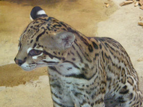 Смотреть фото Оцелот Фото Оцелот