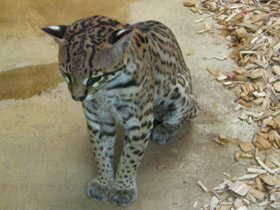 Смотреть фото Оцелот Фото Оцелот