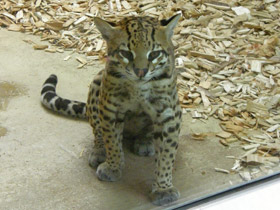 Смотреть фото Оцелот Фото Оцелот