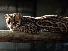 Смотреть фото Оцелот Фото Оцелот