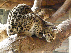 Смотреть фото Маргай Фото Маргай