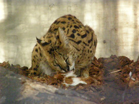 Смотреть фото Сервал Фото Сервал